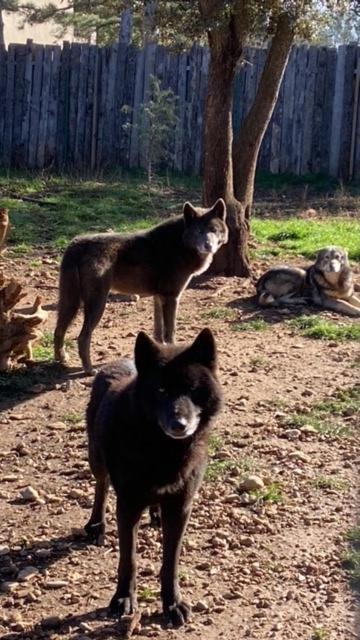 Les Gites Du Parc Animalier De Ginasservis Εξωτερικό φωτογραφία